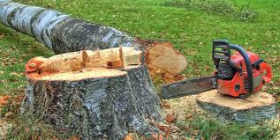 Reliable Marco Island, FL Tree Care Solutions